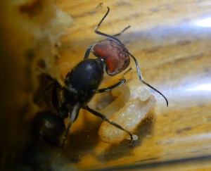 Camponotus singularis Gründerkönigin mit Puppe _8.jpg