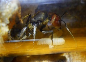 Camponotus singularis Königin mit Brut _2.jpg