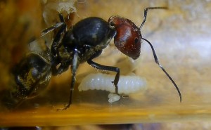Camponotus singularis Königin mit Brut _3.jpg