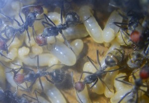 Camponotus singularis Larven _1.jpg