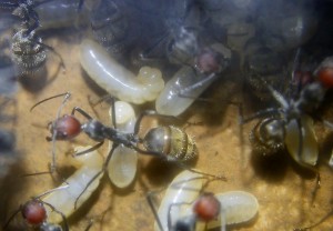 Camponotus singularis Larven _2.jpg