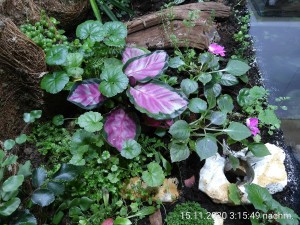 IMG_20201115_151549.jpg