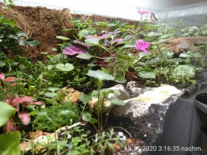 IMG_20201115_151635.jpg