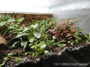 IMG_20201115_151647.jpg