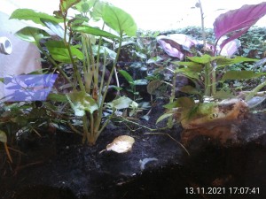 IMG_20211113_170741.jpg