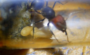 Camponotus singularis Gründerkönigin mit Puppen.jpg
