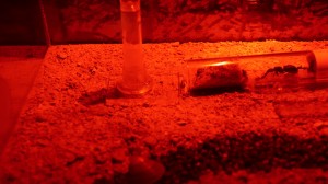 20211206185038_IMG_5474.JPG (1.1 MiB) 3266 mal betrachtet Nur geübte Augen erkennen, hier erkennt man nichts!