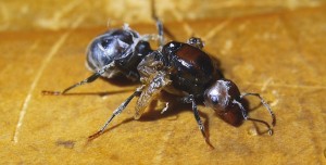 Fehlentwickelte Messor cephalotes Königin _3.jpg