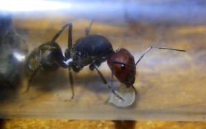 Camponotus singularis Königin mit Brut _1.jpg