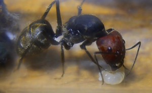Camponotus singularis Königin mit Brut.jpg