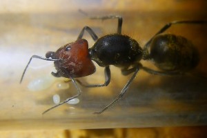 Camponotus singularis Königin _1.jpg
