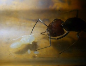 Camponotus singularis Königin _2.jpg