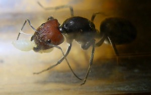 Camponotus singularis Königin _3.jpg