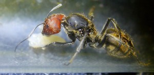 Camponotus singularis Königin _4.jpg