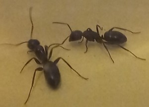 20220110_220755.jpg (45.89 KiB) 1749 mal betrachtet 20220110_220755.jpg