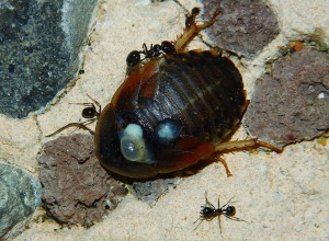 Schabe.jpg (1.85 MiB) 1639 mal betrachtet Messor barbarus an argentinischer Schabe