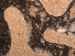 D8D35197-47C3-4433-A90C-2300DC7687C1.jpeg (2.22 MiB) 2052 mal betrachtet Bild 684: Man erkennt die Gyne in der Bildmitte, die die gerade nach unten Läuft!