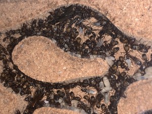 40688012-08B4-43E9-A642-88E51BDD07EB.jpeg (3.12 MiB) 1480 mal betrachtet Bild 685