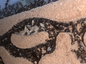 BF0C840B-399F-443E-8245-7DC488E9D749.jpeg (2.58 MiB) 1480 mal betrachtet Bild 686