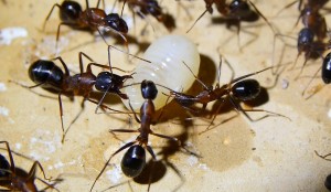 Camponotus barbaricus 1.jpg
