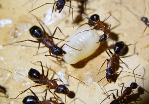 Camponotus barbaricus 2.jpg