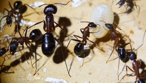 Camponotus barbaricus 3.jpg