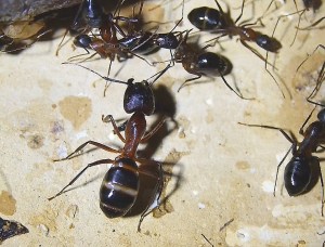 Camponotus barbaricus Majorarbeiterin
