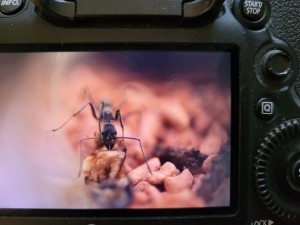 Portrait Diacamma Arbeiterin