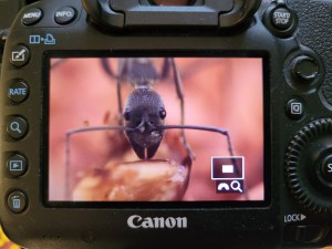 Portrait Diacamma Arbeiterin