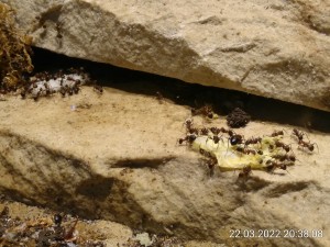 Eine Stunde später ist das Interesse noch größer. Im Hintergrund gibt's auch mal wieder Kohlrabi. Geht immer!