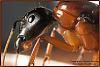 Camponotus Australien -002-(640)+C+R.jpg