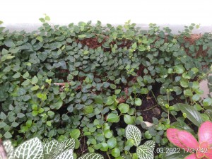 IMG_20220327_173742.jpg