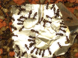 Lasius.jpg