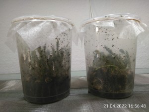 IMG_20220421_165648.jpg