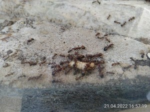 IMG_20220421_165719.jpg
