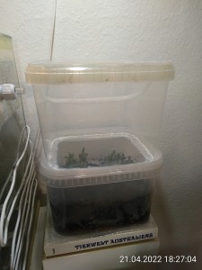 IMG_20220421_182704.jpg