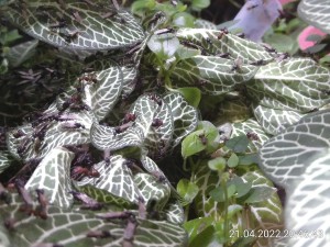 IMG_20220421_204643.jpg