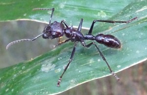 Paraponera_clavata_Rio_Tampopata_2017.jpg