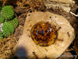 IMG_20220429_203210.jpg (3.39 MiB) 979 mal betrachtet diese Woche wollten sie ihren Ahornsirup nicht.