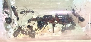 Camponotus ligniperda