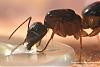 Camponotus Australien -003-(640)+C.jpg