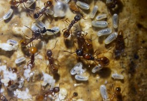 Myrmica rubra Nest_1.jpg