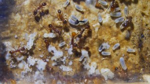 Myrmica rubra Nest_3.jpg