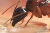 Camponotus Australien -005-(640)+C.jpg