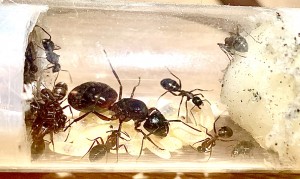 Camponotus ligniperda