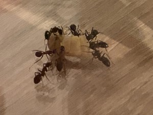 Camponotus ligniperda: ca. 30-40 Arbeiterinnen