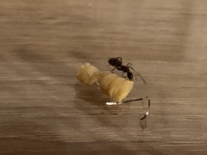 Camponotus herculeanus: 4 Arbeiterinnen