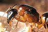 Camponotus Australien -007-(640)+C.jpg