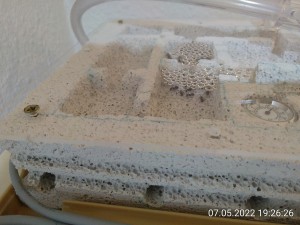IMG_20220507_192626.jpg