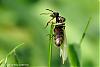 Schwarmflug Lasius (Sommer 2007) - 2-(640)+C.jpg